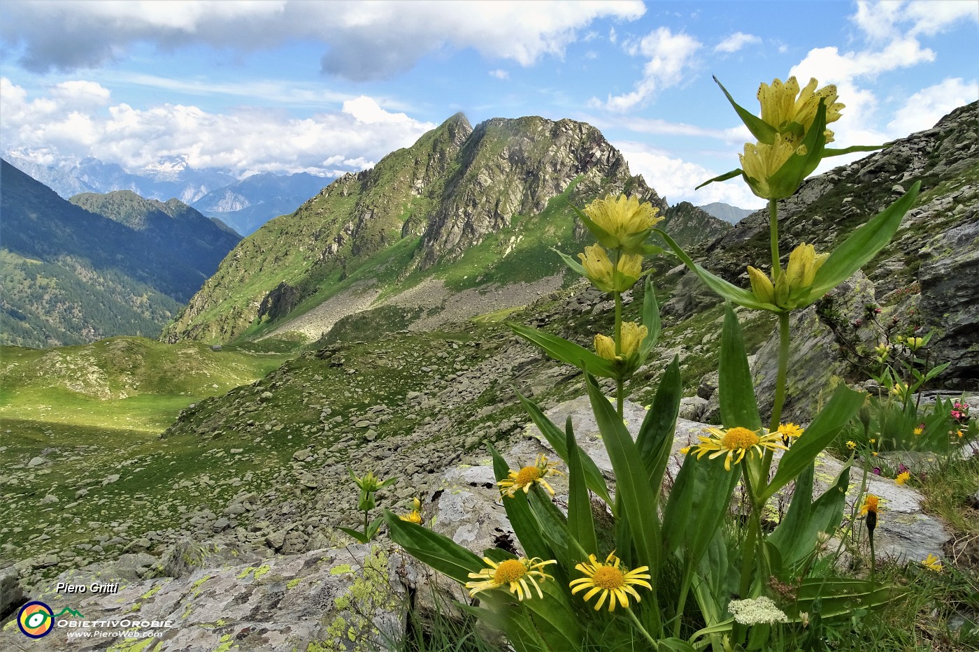 52 Genziana puntata (Gentiana punctata) e Doronico del Granito (Doronicum clusii) per il Foppone.JPG